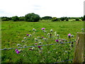 Thistles, Magheralough