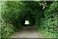 ST8692 : Tunnel of trees by Alan Murray-Rust