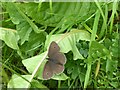 ST8691 : Ringlet butterfly by Alan Murray-Rust