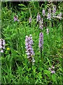 NY7855 : Marsh orchids, Lowhaber Wood by Andrew Curtis