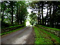 Shady along Foresters Road