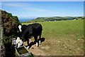 Cows having a drink near West Lyn