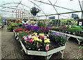 Plants at Rutland Garden Centre