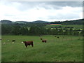 Cattle grazing, Innerleithen