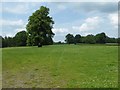 SO6476 : Parkland near Hopton Court by Philip Halling