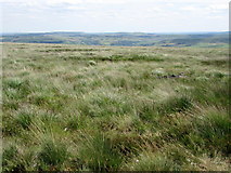 SE0020 : Grassy tussocks on Great Manshead Hill by John H Darch