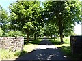 Tree-lined driveway to Shrub Farm