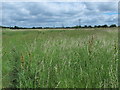 Tottenham Marshes