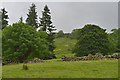 Trees, fields and hillside east of Hartsop