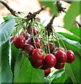 Sweet cherry ( Prunus avium)