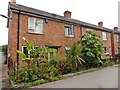 Exotic garden plants in Quantock View