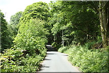 NY4600 : Road through Whitehowe Wood by Andrew Abbott