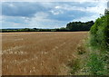 Farmland next to London Road near Great Glen