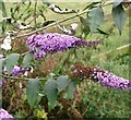 Buddleia