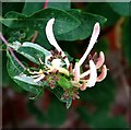Honeysuckle (Lonicera periclymenum) - flower