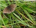 A Ringlet (Aphantopus hyperantus) On Telegraph Hill