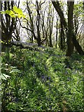 SX6147 : Owen's Hill: bluebell wood by Martin Bodman