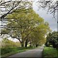 Spring comes to Table Oak Lane, Honiley