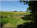 SP1704 : Barley field near Homeleaze Farm by Philip Halling