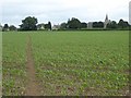 Path through the maize, Hilperton