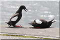 NM8530 : Black guillemots, Oban harbour by Craig Wallace