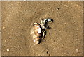 SH3567 : Small Hermit Crab on Traeth Mawr by Jeff Buck