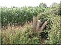 Through the stile