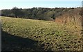 Field at Pencarrow