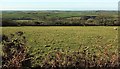 Sheep pasture above Trewint