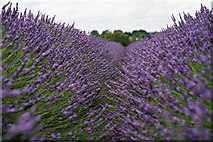TQ2760 : Mayfield Lavender by Peter Trimming