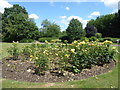 Roses in Durants Park