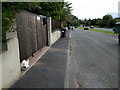 Dog looking under a gate, next to Exeter Road, looking south