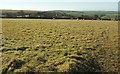 Sheep pasture above Trewint