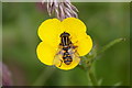 HU3954 : The hoverfly Helophilus pendulus, Setter, Weisdale by Mike Pennington
