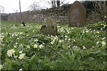 SU5499 : Primroses Around the Grave by Bill Nicholls