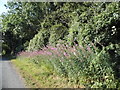 Rosebay Willowherb on Holtsmere End Lane