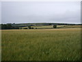 Cereal crop, St Erth Praze