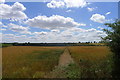 Path through ripening wheat