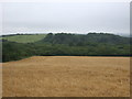 Cereal crop and woodland, Truthwall