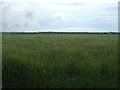 Cereal crop, St Buryan 