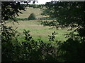 Grazing near Bosanketh Farm