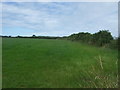 Grazing and hedgerow off the A30