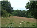 Grassland and woodland near Drift