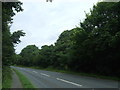 Woodland beside the A30