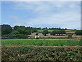Potato field near Trenow