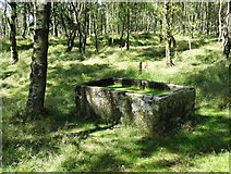 SK2479 : Stone trough in silver birch woodland by Neil Theasby
