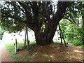 St. Mary, Ninfield: churchyard (b)