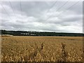 Corn Field and Pylons near the A57 Road