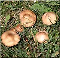 TG3203 : Fairy Ring Mushrooms (Marasmius oreades) by Evelyn Simak