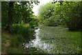 Pond - Tilehill Wood